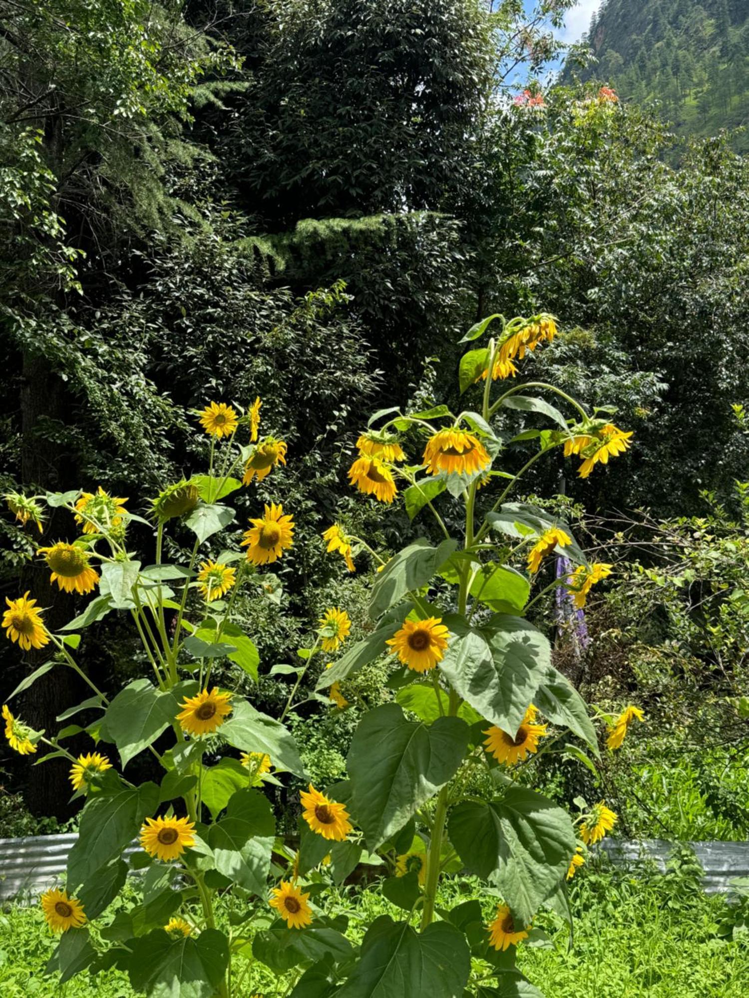 Delight Homestay Kasol Extérieur photo